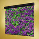 Draper Silhouette aluminum projection screen